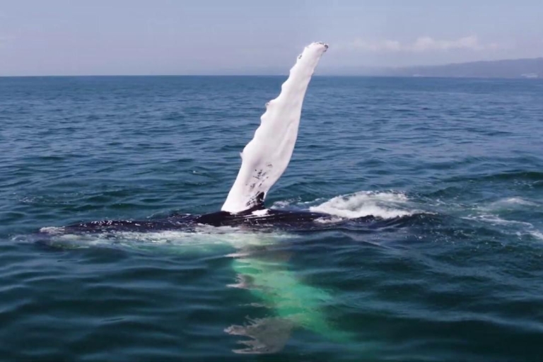 Von Punta Cana aus: Whale Watching und Montana Redonda TourVon Bayahibe