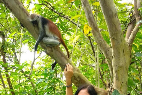 Zanzibar: Jozani Forest och Salaam Cave TourZanzibar: Jozani-skogen och Salaam-grottan