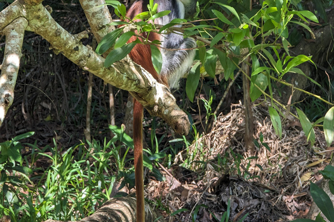 Zanzíbar: Excursión Privada al Bosque y Granja de Especias de Jozani con Almuerzo