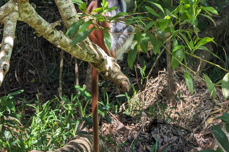 Zanzíbar: Excursión Privada al Bosque y Granja de Especias de Jozani con Almuerzo