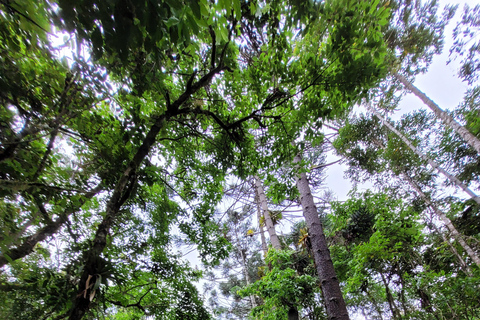 CAMINHO DO OURO - Geführte Tour durch den Atlantischen Wald, Wasserfälle und Geschichten.