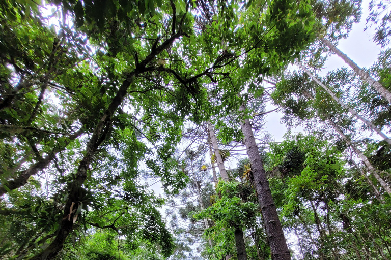 CAMINHO DO OURO - Guided tour Atlantic Forest, Waterfalls, Stories.