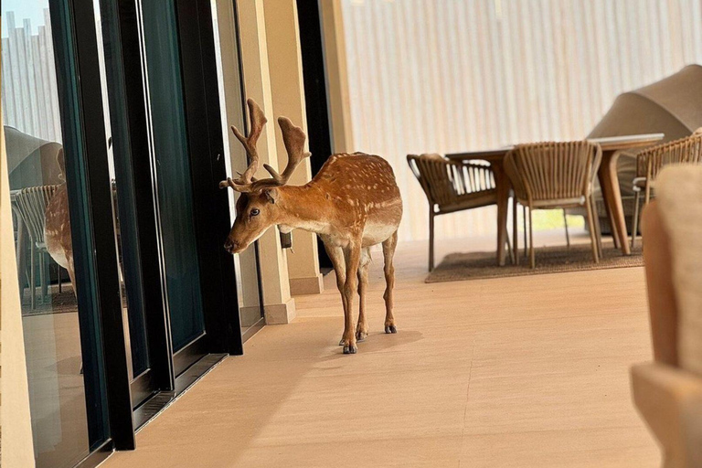 Geführte Tour durch das Ras Abrouq Desert &amp; Beach Resort mit ErfrischungenRas Abrouq: Wüsten- und Strandresort mit Führung und Erfrischungen