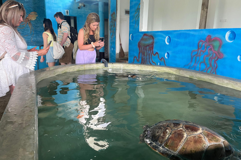 Port de croisière de Colombo : Galle, Écloserie de tortues et safari fluvial