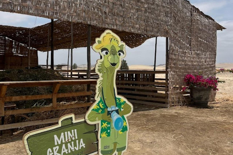 Lima: Ica Camel ride + Huacachina + "Adventure in the Desert" pool Lima: Ica Camel Ride + Huacachina + Swimming Pool "Adventure in the Desert"