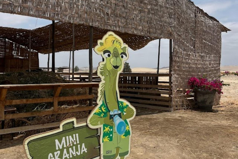 Lima: Ica Camel ride + Huacachina + "Adventure in the Desert" pool Lima: Ica Camel Ride + Huacachina + Swimming Pool "Adventure in the Desert"