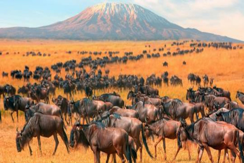 Nairobi : 6 jours de safari de migration des gnous dans le Masai Mara