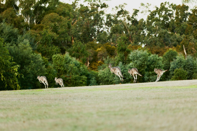 Melbourne: Yarra Valley Wine Bubbles & Kangaroos Tour