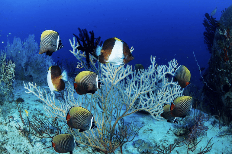 Pattaya: Fun dives in Pattaya and Samaesarn with transfer 3 Dives