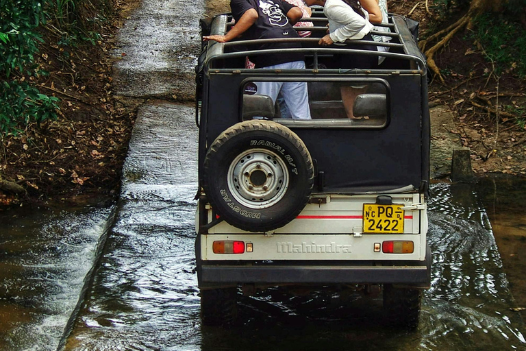 Sigiriya: Minneriya Premium Private Guided Elephant Safari