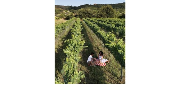 Picnic in the vineyard in Brattirò with Calabrian specialty food tasting