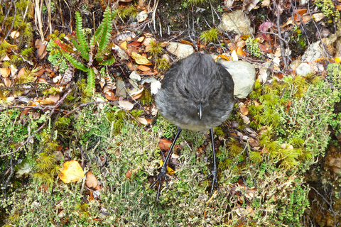 Queenstown: Geführte Ganztages- oder Halbtageswanderung auf dem Routeburn TrackRouteburn Track – geführter Naturrundgang – halbtägig