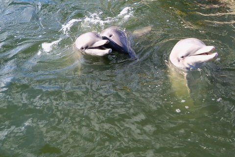 Tours privados con delfines en el increíble Pantano de la Sabana