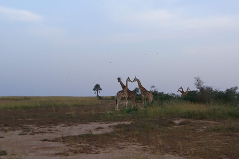恩德培/坎帕拉：默奇森瀑布和齐瓦犀牛两日游