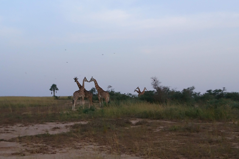 恩德培/坎帕拉：默奇森瀑布和齐瓦犀牛两日游