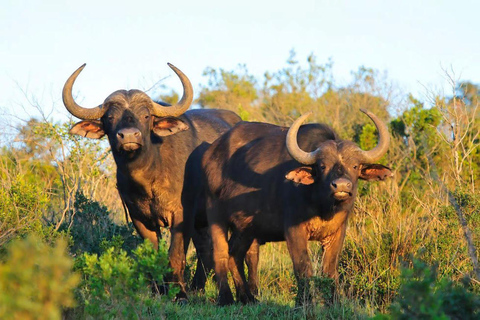4 days Tsavo East, Amboseli and saltlick lodge safari