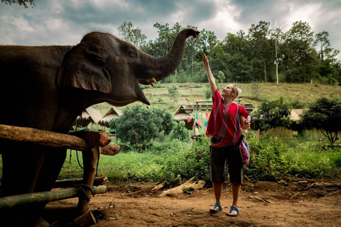 Chiang Mai : Elefantenpflege Elefanten Eco Park