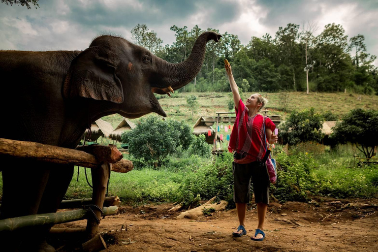 Chiang Mai : Elefantenpflege Elefanten Eco Park