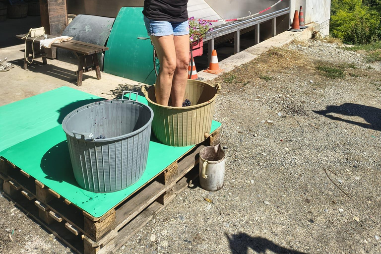 Milan: Oltrepò Pavese Real Grape Stomping,Wine Tasting Lunch