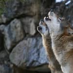 Innsbruck: Biglietto d'ingresso per l'Alpenzoo