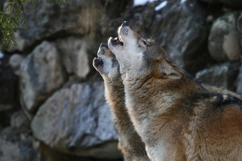 Innsbruck: Bilet wstępu do alpejskiego zoo