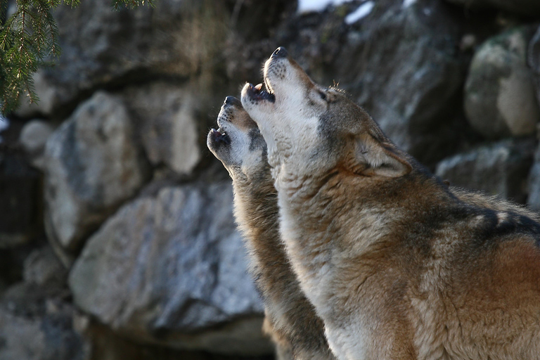 Innsbruck: Entrébiljett till Alpine Zoo