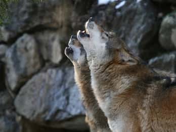 Innsbruck: Biglietto d'ingresso per l'Alpenzoo