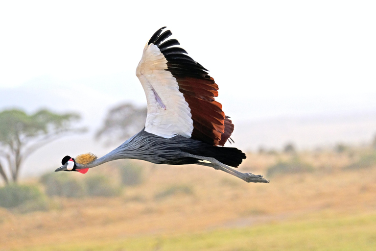 Ngorongoro Crater: 2-Day | 1 Night Join Group & Tarangire