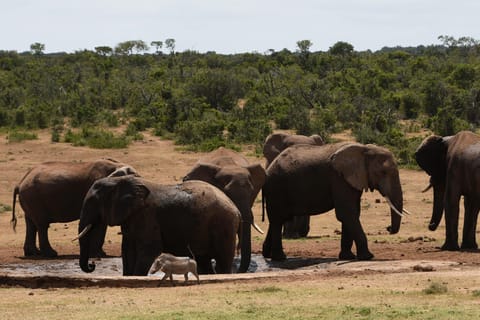 Cape Town: Karoo Wildlife and Big Five Safari Journey
