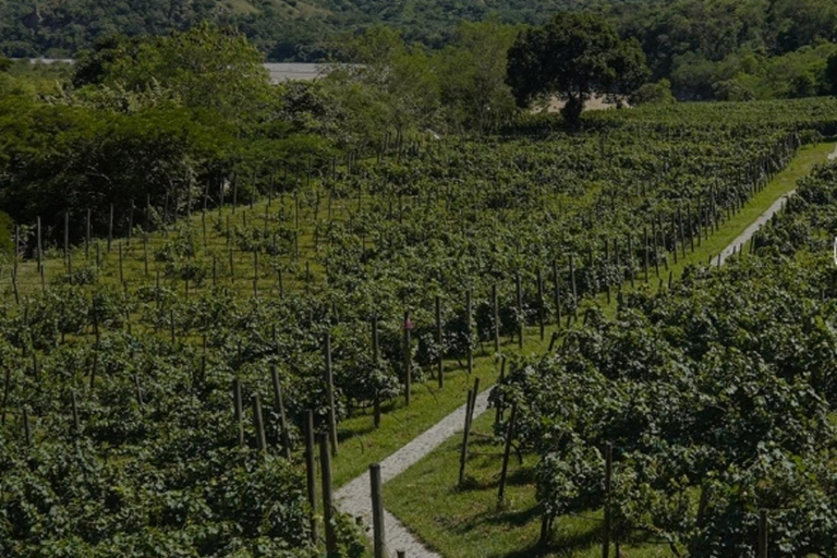 Medellin: Wine Tour in Antioquia, Flavors and unforgettable moments