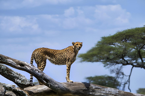 12 jours de voyage de noces de luxe en Tanzanie et Zanzibar