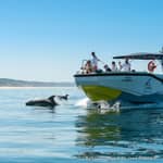 Setúbal e Tróia: tour in barca con avvistamento delfini