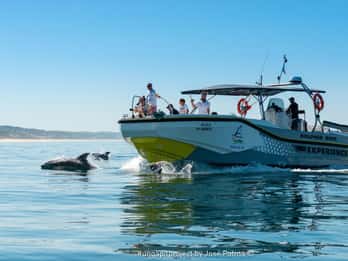 Setúbal : Tour en bateau pour l'observation des dauphins