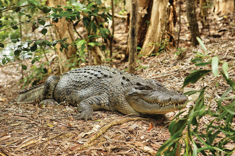 Cairns Shore Excursion: Crocodile & Wildlife Park Tour Cairns: Hartley's Crocodile Adventures Visit for Cruise