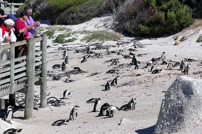 Cape of Good Hope, Chapman's Peak Drive, Penguins , Seals