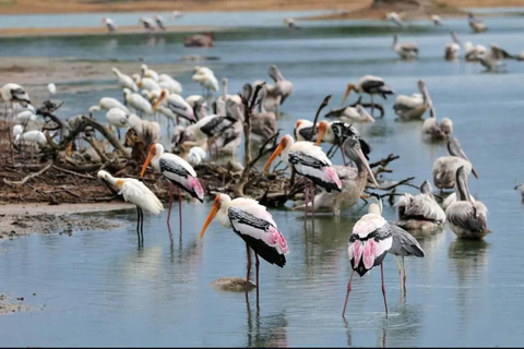 Ella to Udawalawe Transfer With Wild Safari Adventure