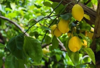 Amalfi-Zitronen-Tour im historischen Garten