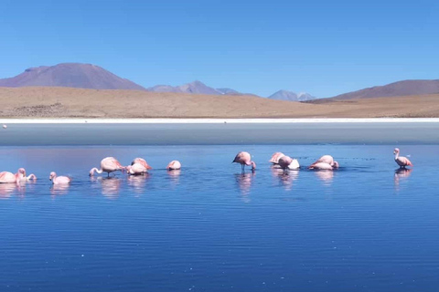 From Cusco: Full 6-Day Sightseeing Tour to the Uyuni Salt Flats - San Pedro de Atacama From Cusco: Complete Tour to Salar de Uyuni - San Pedro de Atacama 6 days