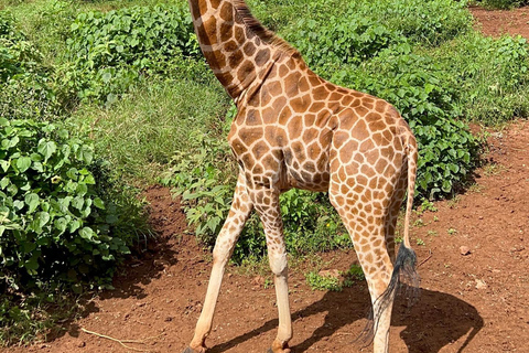 Nairobi: Giraffe Center, Elephant Orphanage, and Beads Tour