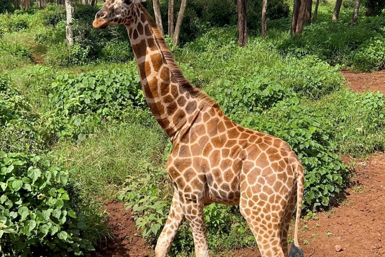 Karen Blixen Museum And Giraffe Center From Nairobi Tour