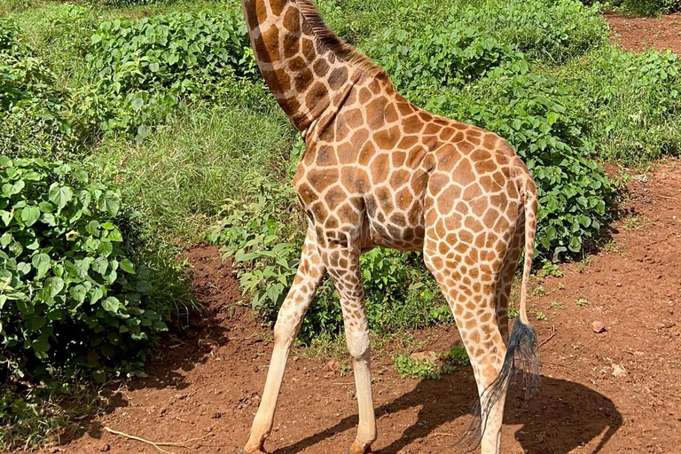 Giraffe Center, Elephant Orphanage And Bomas Of Kenya Visit