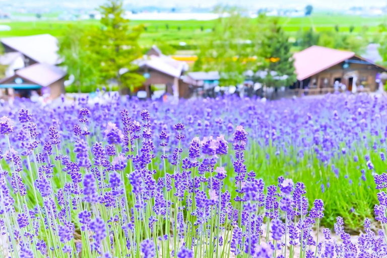Patchwork Road Hidden-Gem Flower Tour