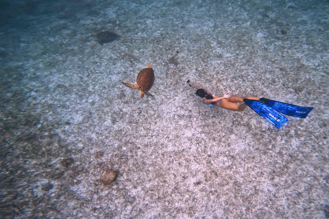 Private Turtle Snorkel Tour in Aruba + Professional video