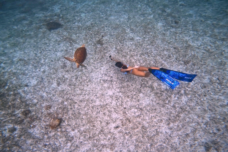 Private Turtle Snorkel Tour in Aruba + Professional video