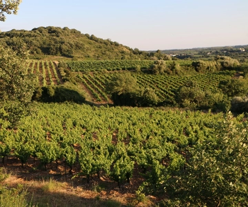Wine tasting in the heart of nature with the winemakers