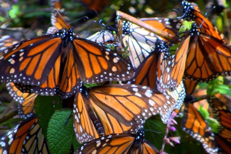 Monarch Butterfly Mexico Reserve Sanctuary i Valle de Bravo