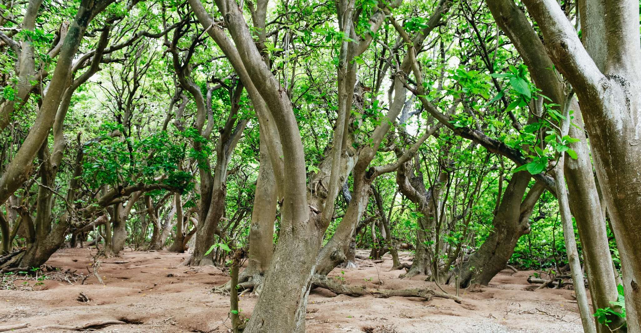Bundaberg: Lady Musgrave Island and Great Barrier Reef Tour photo 12