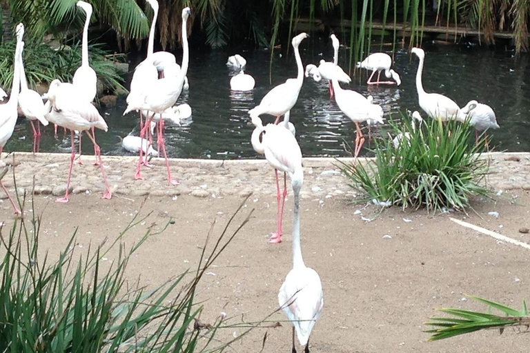 Ciudad del Cabo: excursión panorámica houtbay ,isla de las focas ,mundo de las aves.