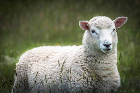 From Port Chalmers: Castle, Coast & City Tour From Port Chalmers: Dunedin City Tour with Larnach Castle