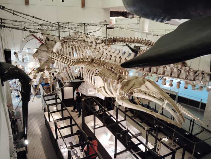 Wakayama: Muzeum Wielorybów w Taiji i dziedzictwo oceaniczne Japonii